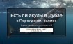 Акулы на пляжах Дубая: есть ли в 2025 году